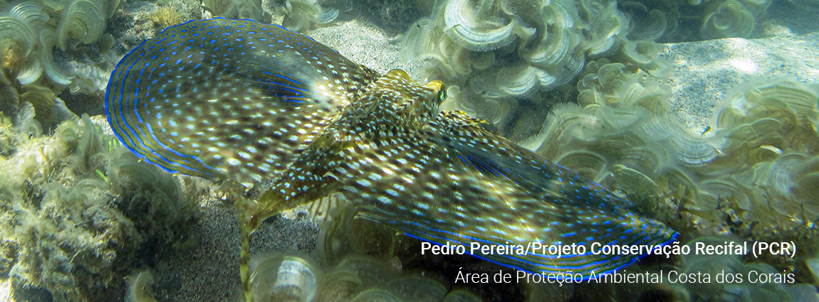 Área de Proteção Ambiental Costa dos Corais